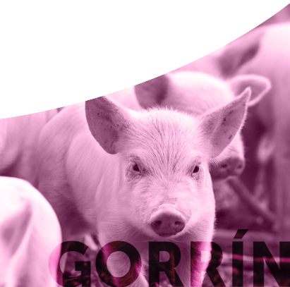Gorrin