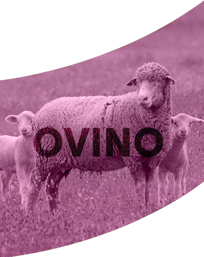 Ovino