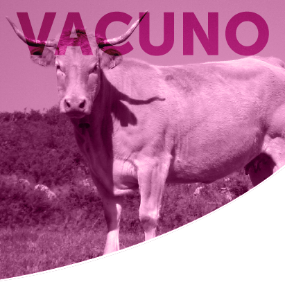 vacuno