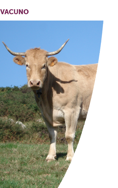 vacuno