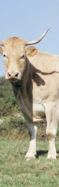vacuno